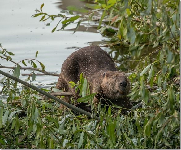Beaver Lodge Summer 2018
